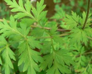 《蛇衔草》文言文原文阅读答案翻译注释 《蛇衔草》文言文原文阅读答案翻译注释