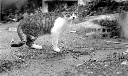 《世无良猫》文言文原文阅读翻译注释 《世无良猫》文言文原文阅读翻译注释