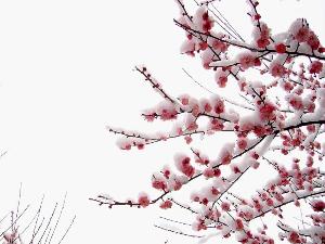 《病梅馆记》文言文原文阅读答案翻译注释