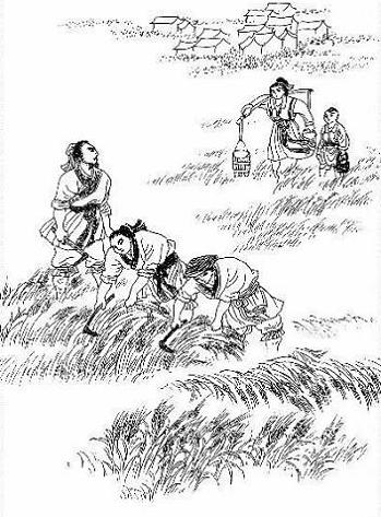 《观刈麦》白居易唐诗原文阅读翻译赏析 《观刈麦》白居易唐诗原文阅读翻译赏析